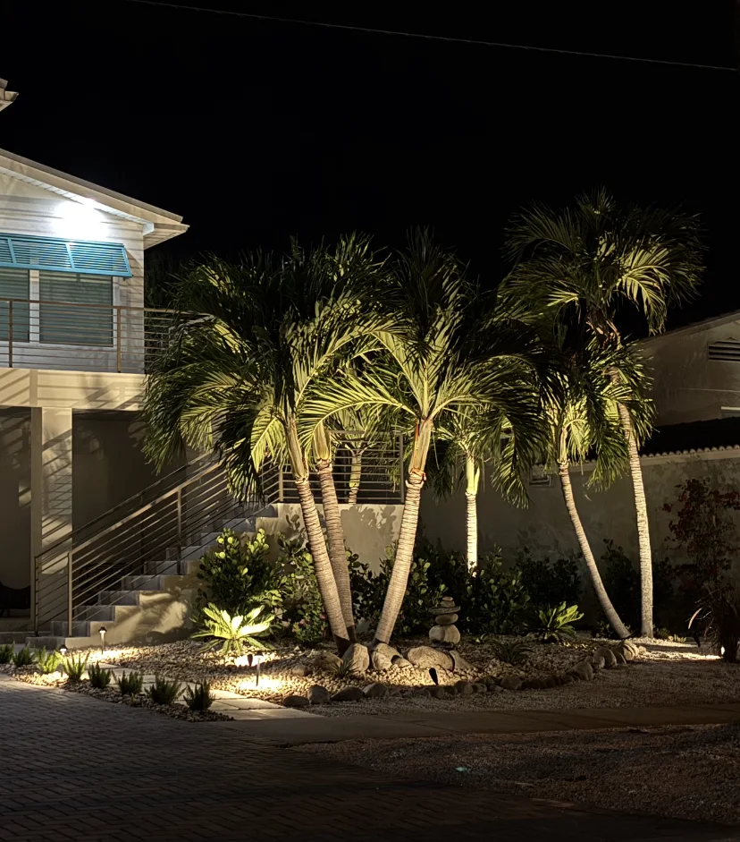 Landscape lighting around palm trees and planting beds at night